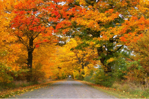 Pxhere Polish Autumn Forest